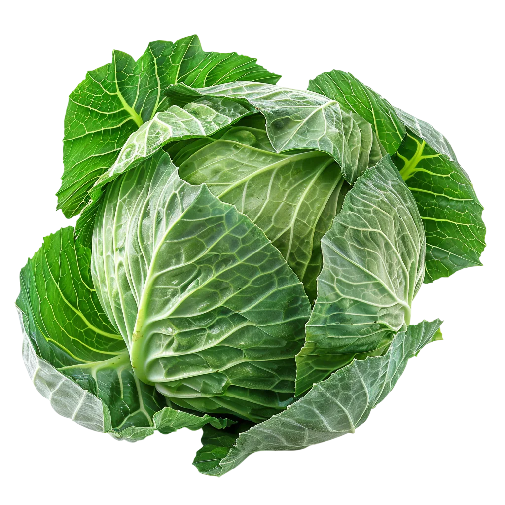 Fresh Green Cabbage Head Free PNG