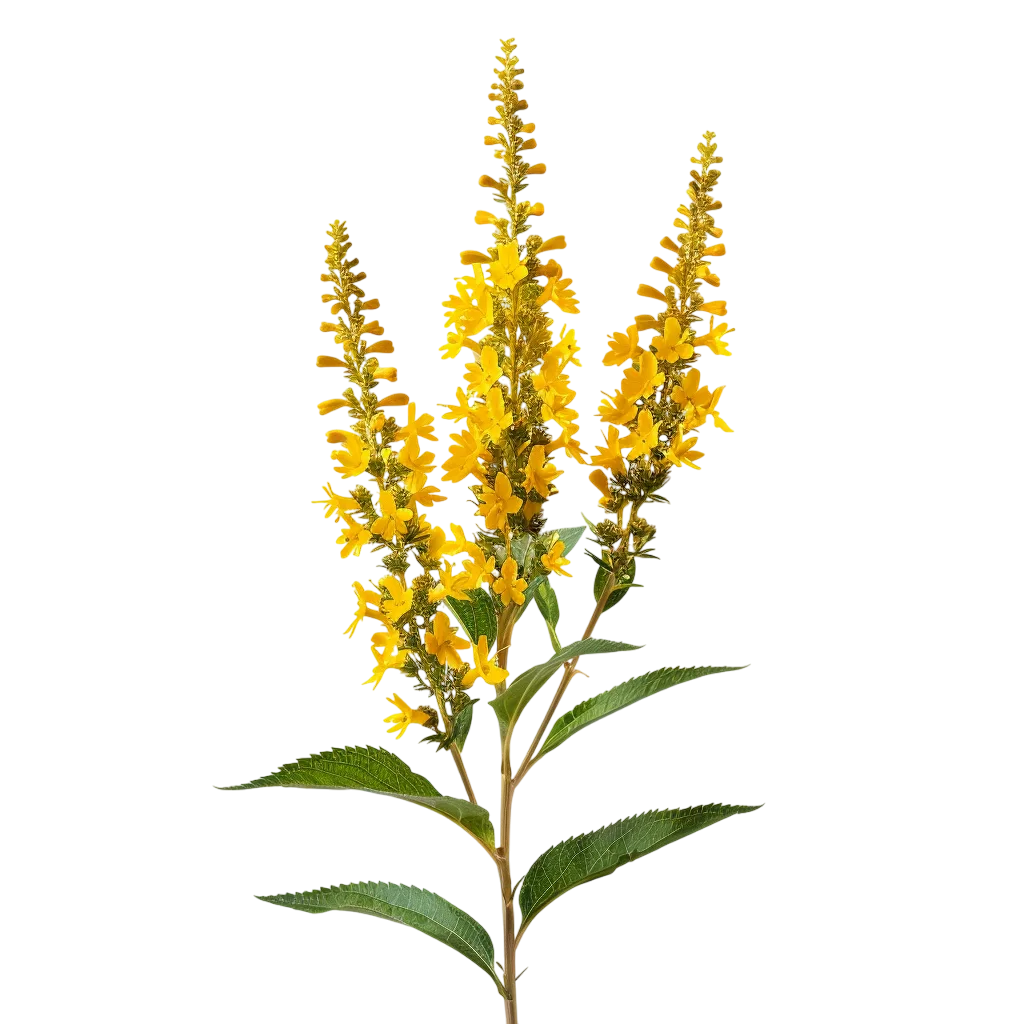 Yellow Flowering Plant with Green Leaves Free PNG