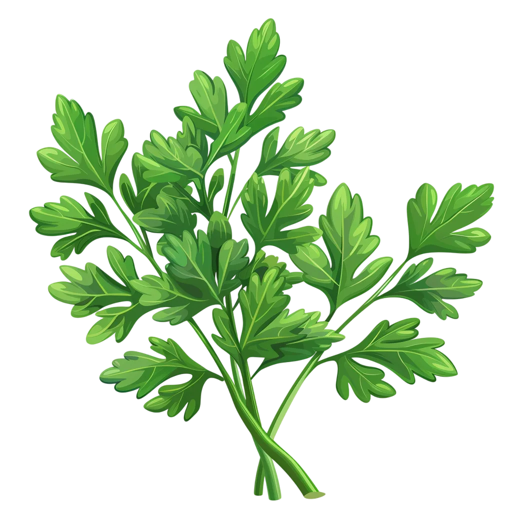 Green Parsley Herb Sprigs Illustration Free PNG