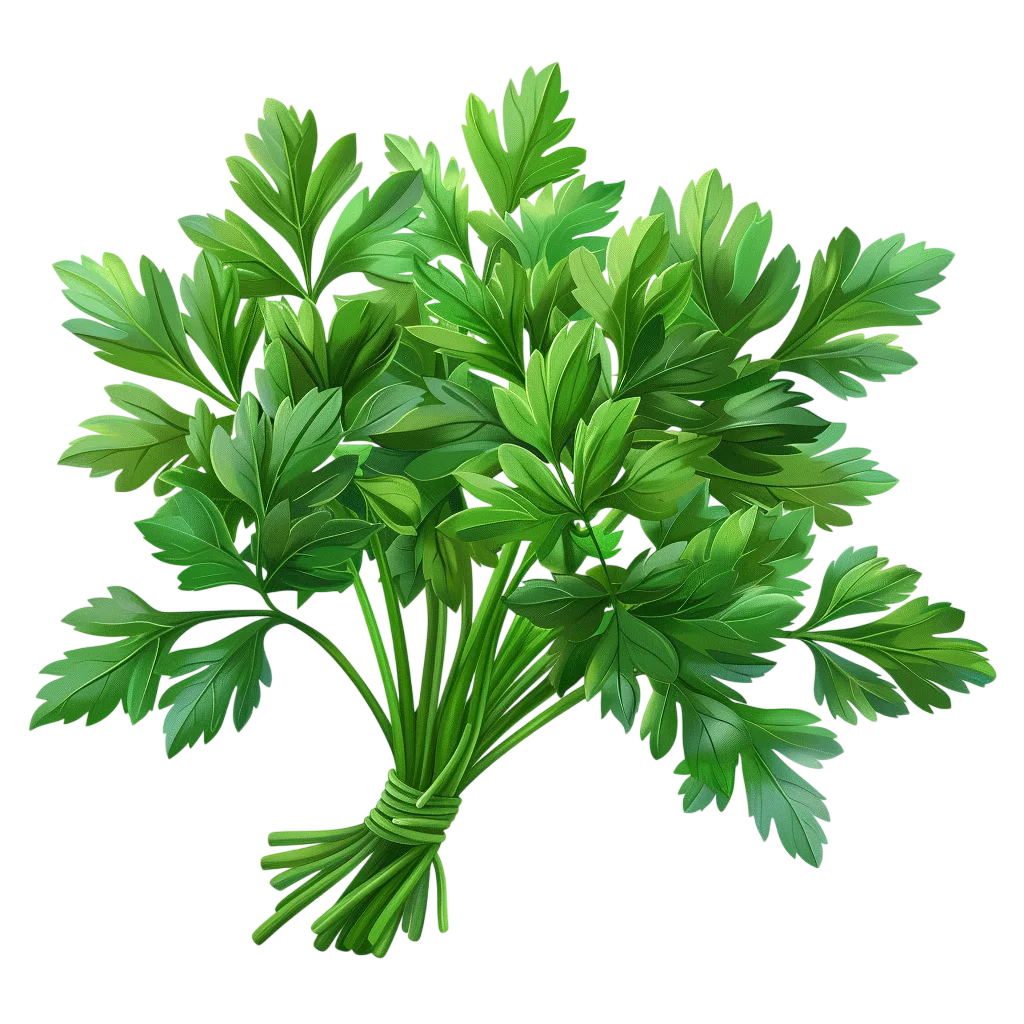 Tied Green Parsley Herb Bunch - Free PNG