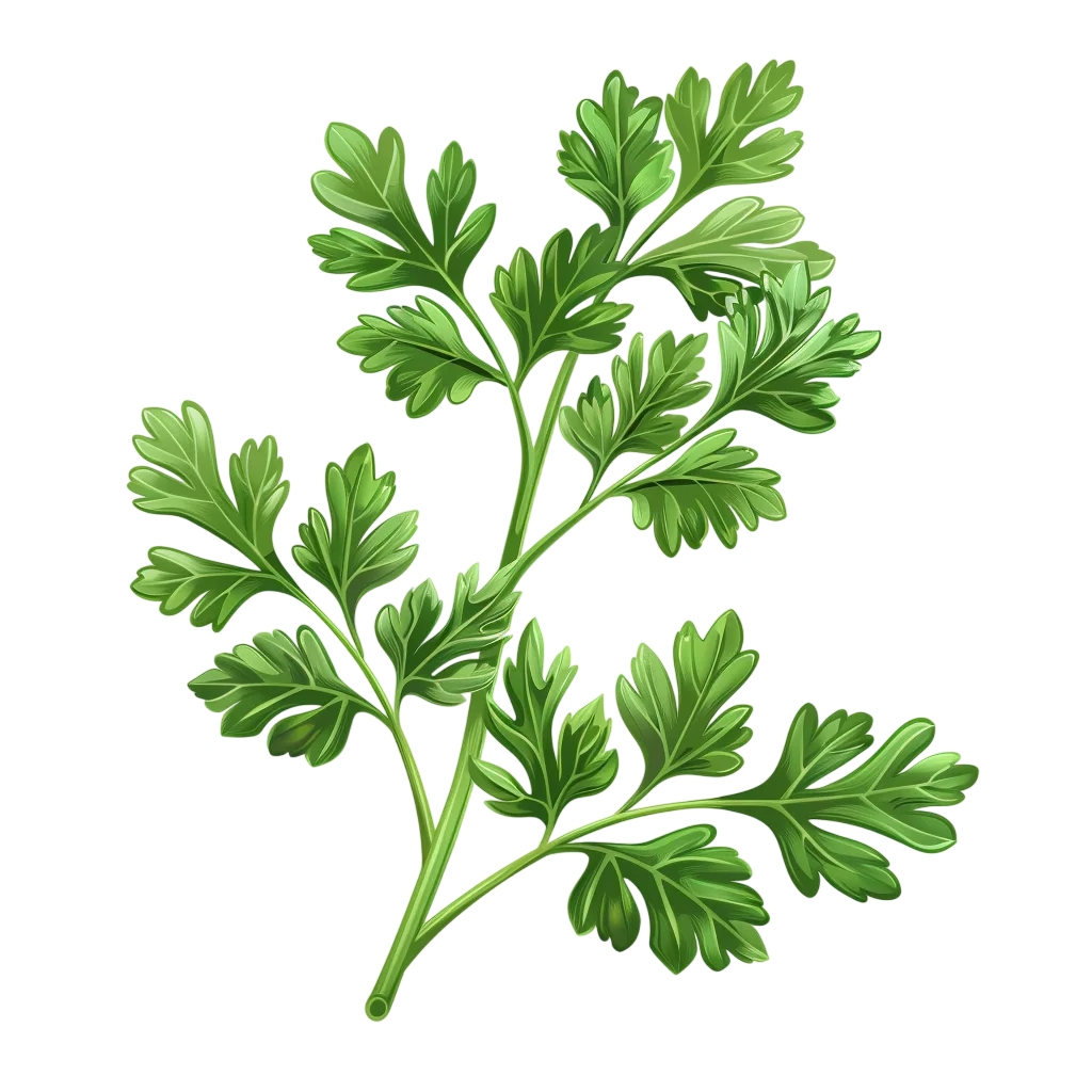 Green Parsley Sprig Botanical Illustration Free PNG
