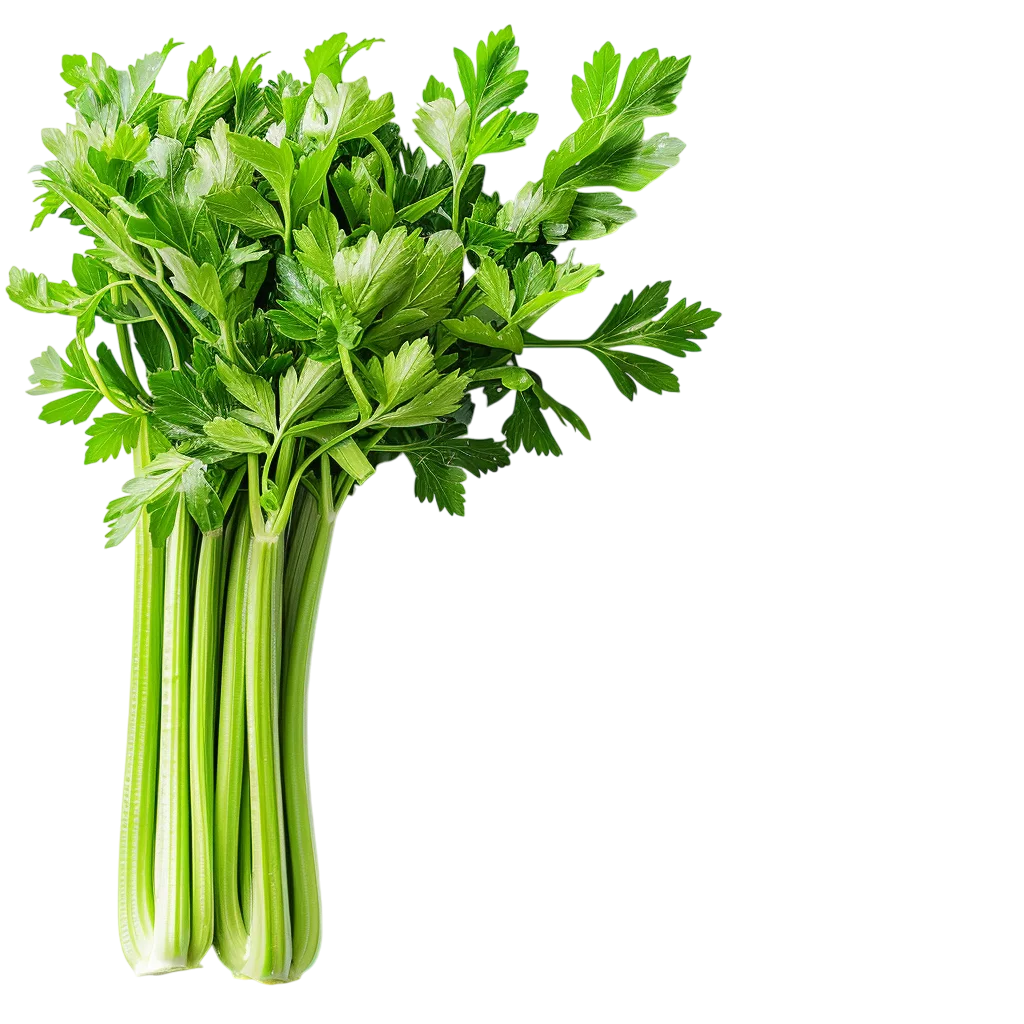 Fresh Green Celery Bunch Free PNG