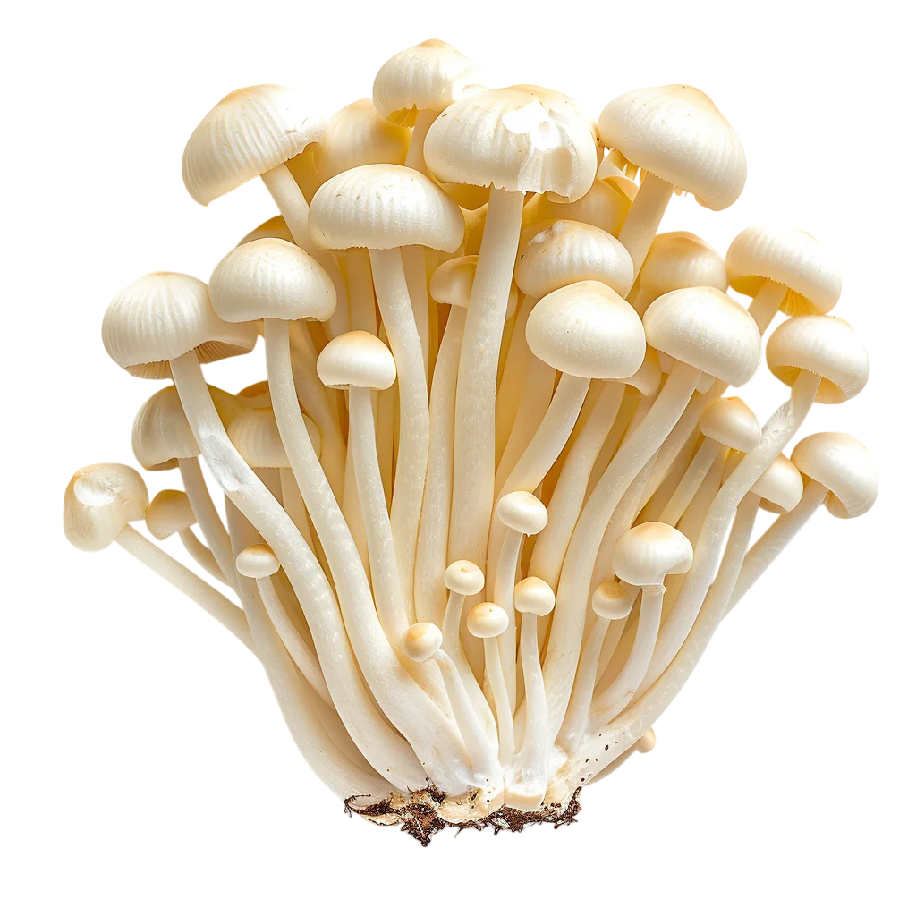 Cluster of White Mushrooms Isolated - Free PNG