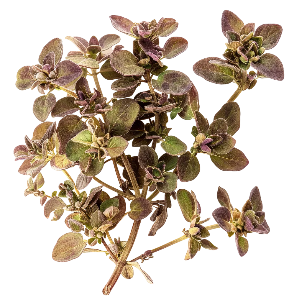 Burgundy and Green Ornamental Plant Cutout Free PNG