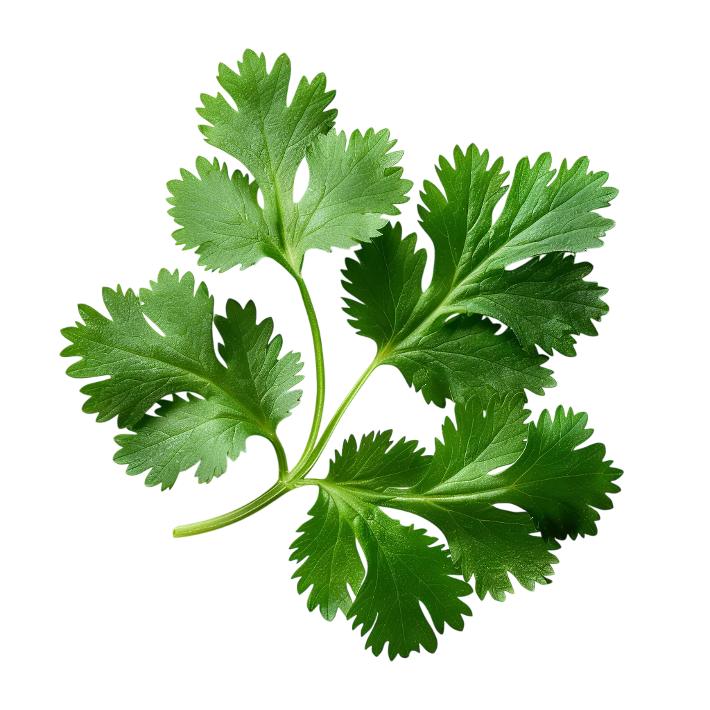 Fresh Cilantro Leaves Sprig Free PNG